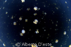 Jellyfish Lake in Palau, Sky full of stars by Alberto D'este 